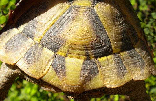 Turchia1: Testudo graeca
